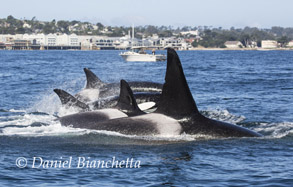 Killer Whales by the Aquarium, photo by Daniel Bianchetta