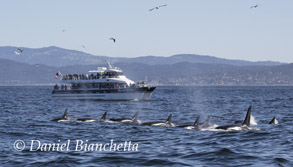 Killer Whales with Blackfin, photo by Daniel Bianchetta