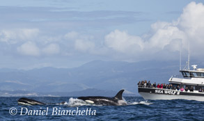 Killer Whales with Sea Wolf II, photo by Daniel Bianchetta