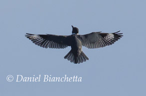 Kingfisher, photo by Daniel Bianchetta