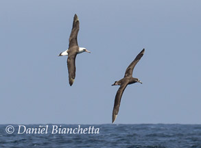 Laysan Albatross and Black-footed Albatross,  photo by Daniel Bianchetta