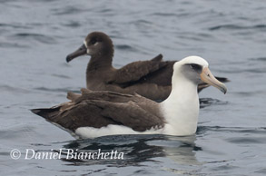 Laysan Albatross and Black-footed Albatross, photo by Daniel Bianchetta