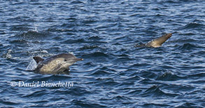 Long-beaked Common Dolphin and California Sea Lion, photo by Daniel Bianchetta