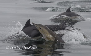 Long-beaked Common Dolphins with calf, photo by Daniel Bianchetta