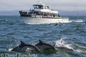 Long-beaked Common Dolphins with Sea Wolf II, photo by Daniel Bianchetta