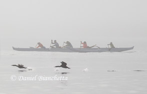Long boat and Brandt's Cormorants, photo by Daniel Bianchetta