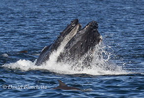 Lunge-feeding Humpback Whale and  Long-beaked Common Dolphin, photo by Daniel Bianchetta