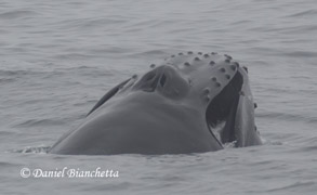 Lunge-feeding Humpback Whale, photo by Daniel Bianchetta