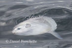 Mola Mola, photo by Daniel Bianchetta
