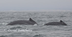 Mother and calf Humpback Whales, photo by Daniel Bianchetta