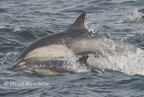 Mother and calf Long-beaked Common Dolphins, photo by Daniel Bianchetta