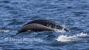 Mother and calf Northern Right Whale Dolphins, photo by Daniel Bianchetta