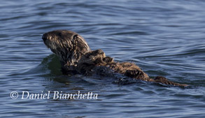 Mother and pup Southern Sea Otter, photo by Daniel Bianchetta