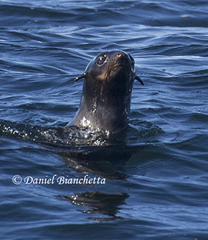 Northern Fur Seal, photo by Daniel Bianchetta