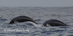 Northern Right Whale Dolphins, photo by Daniel Bianchetta