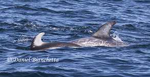 Pacific White-sided Dolphin and Risso's Dolphin, photo by Daniel Bianchetta
