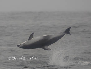 Pacific White-sided Dolphin doing multiple flips, photo by Daniel Bianchetta