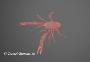 Pelagic Red Crab, photo by Daniel Bianchetta