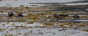 Raft of Sea Otters in kelp, photo by Daniel Bianchetta