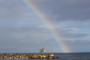 Rainbow by breakwater, photo by Daniel Bianchetta