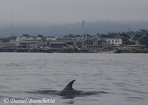 Risso's Dolphin with Monterey Bay Aquarium, photo by Daniel Bianchetta