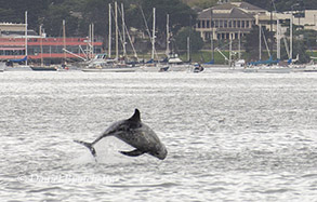 Risso's Dolphin close to harbor, photo by Daniel Bianchetta