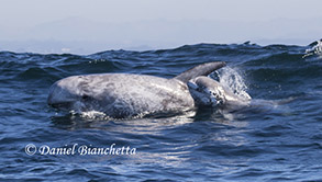 Risso's Dolphin mother and calf, photo by Daniel Bianchetta