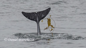 Risso's Dolphin playing with kelp, photo by Daniel Bianchetta
