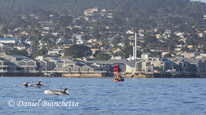 Risso's Dolphins by the Aquarium, photo by Daniel Bianchetta