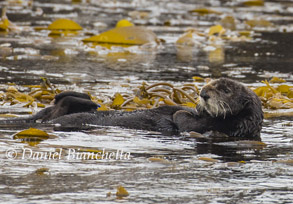 Sea Otter in kelp, photo by Daniel Bianchetta