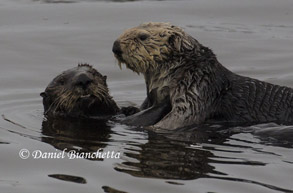 Sea Otters, photo by Daniel Bianchetta
