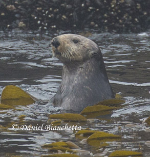 Southern Sea Otter close-up, photo by Daniel Bianchetta