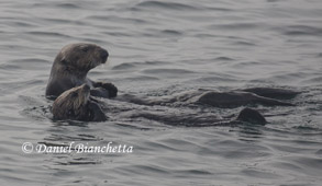 Southern Sea Otters, photo by Daniel Bianchetta