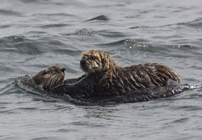Southern Sea Otters mother and pup, photo by Daniel Bianchetta