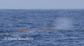 Sperm Whale, photo by Daniel Bianchetta