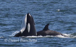 Spy-hopping Killer Whale by juvenile Killer Whale, photo by Daniel Bianchetta