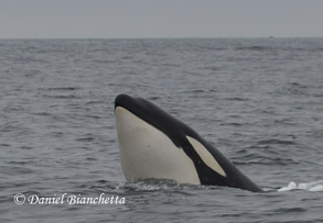Spyhopping Killer Whale, photo by Daniel Bianchetta