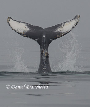 Tail slapping Humpback Whale, photo by Daniel Bianchetta