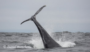 Tail-throwing Humpback Whale, photo by Daniel Bianchetta