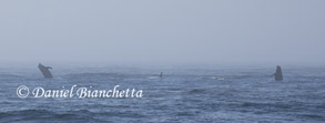 Two breaching Risso's Dolphins, photo by Daniel Bianchetta