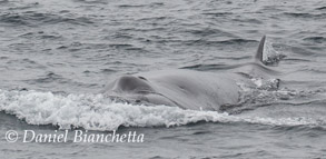 Young Fin Whale, photo by Daniel Bianchetta