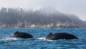 2 Humpback Whales by Pt. Lobos, photo by Daniel Bianchetta