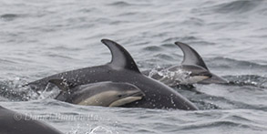 2 Pacific White-sided Dolphin mothers with small calves, photo by Daniel Bianchetta