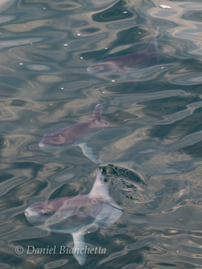 3 Mola Mola, photo by Daniel Bianchetta