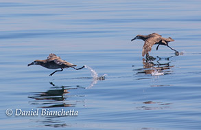 Black-footed Albatross taking off, photo by Daniel Bianchetta