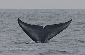Blue Whale tail, photo by Daniel Bianchetta