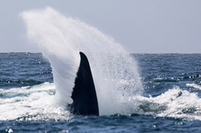 Blue Whale throwing tail in response to Killer Whales, photo by Daniel Bianchetta