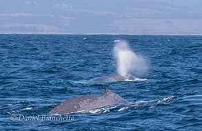 Blue Whales, photo by Daniel Bianchetta