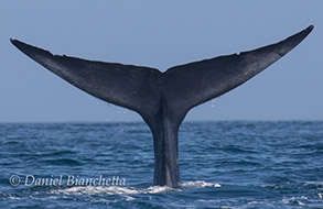 Blue Whale tail, photo by Daniel Bianchetta