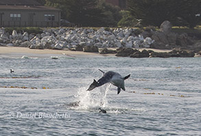 Bottlenose Dolphin, photo by Daniel Bianchetta